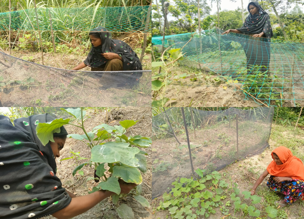 Zahura Khatun’s Journey from Nutritional Struggles to Sustainable Solutions (Nutrition Garden)